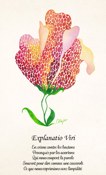 Herbier de la Sorciere Libre Fleur 10 Explanatio Viri Aquarelle et texte CatMat 2024 2025